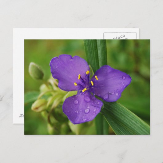 バージニア・スパイダーワートの花の葉書 ポストカード (正面/裏面)