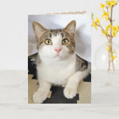 バースデータブー猫の隠し家 カード (黄色い花)