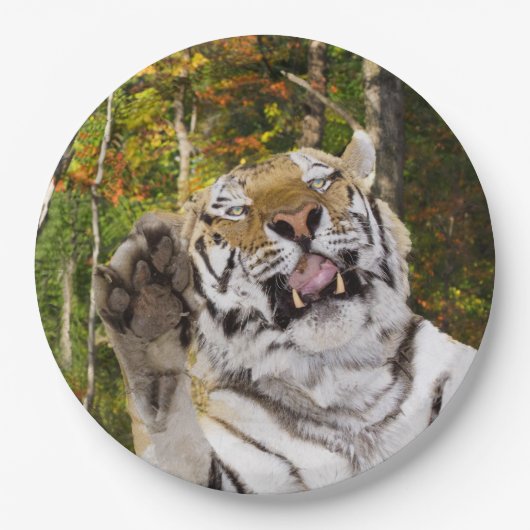 バースデーパーティープレート ペーパープレート (正面)