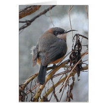 バースデー・カードのオーストラリアの鳥東のSpinebill