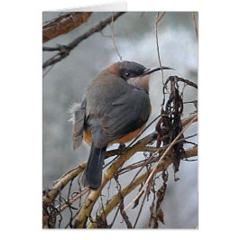 バースデー・カードのオーストラリアの鳥東のSpinebill