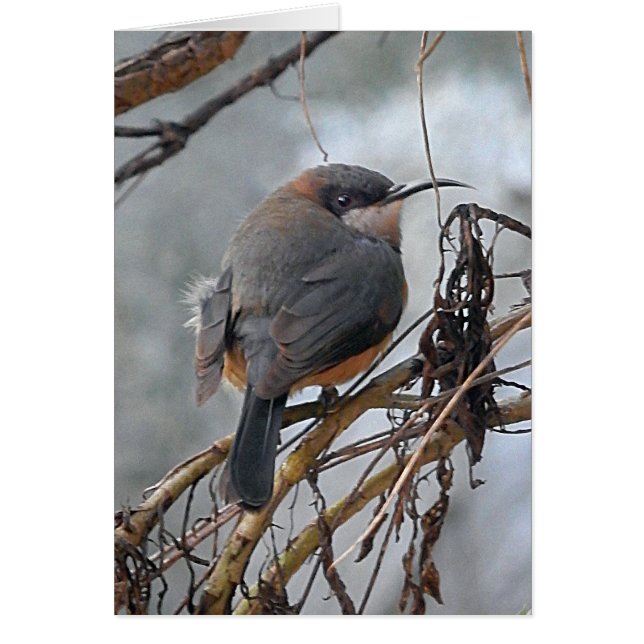 バースデー・カードのオーストラリアの鳥東のSpinebill (正面)