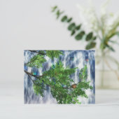 バーズネスト滝のポストカード ポストカード (スタンド正面)