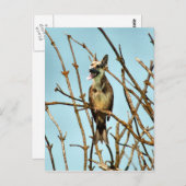 バーダグ ポストカード (正面/裏面)