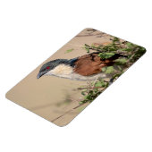 バーチェルのクーカル マグネット (左側)