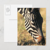 バーチェルのゼブラ ポストカード (正面/裏面)