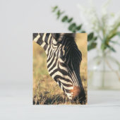バーチェルのゼブラ ポストカード (スタンド正面)