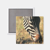 バーチェルのゼブラ マグネット (正面/裏面)