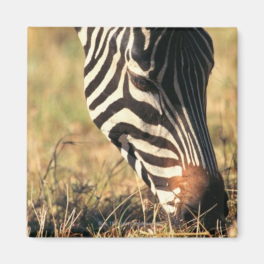 バーチェルのゼブラ マグネット (正面)