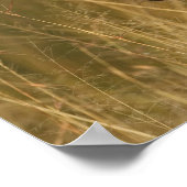 バーチェルのゼブラ、背の高い夏の草、マサイ ポスター (角)