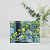 バーディス ポストカード (スタンド正面)