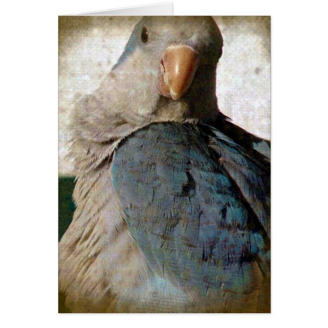 バーディ (正面)