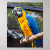 バーディ・カラーズ・ブラリー ポスター (正面)