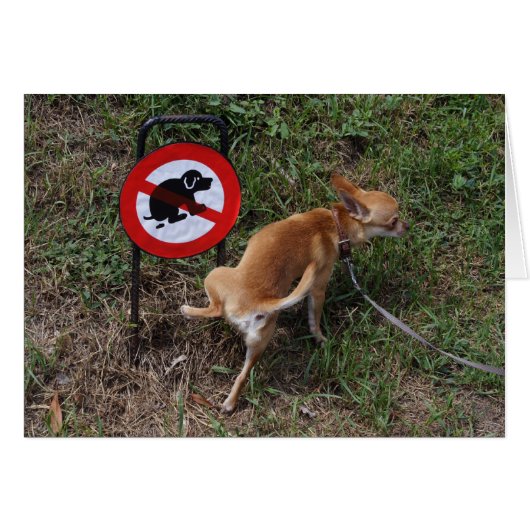 バートチワフアパピー (正面横)