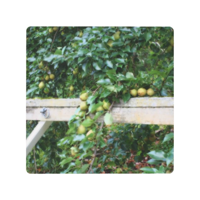 バートレットピアーズオンツリーオートン効果  メタルプリント (正面)