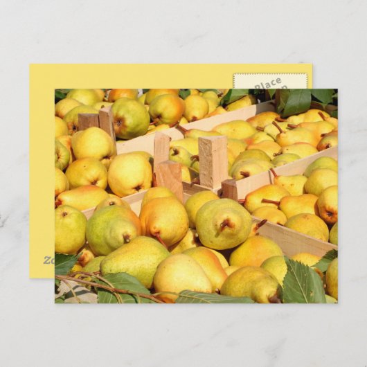 バートレット梨はがき ポストカード (正面/裏面)