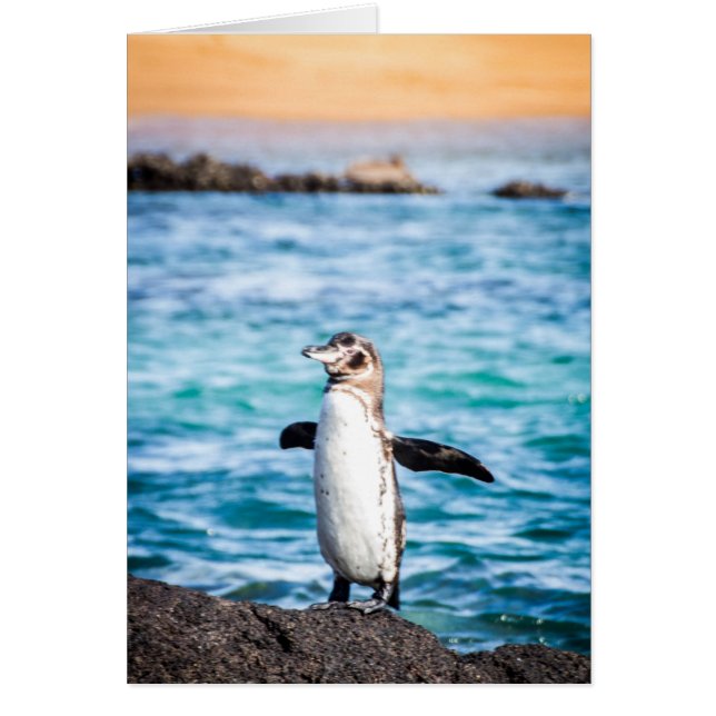 バートローム島のペンギン (正面)