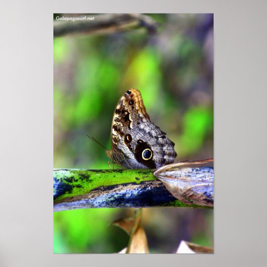 バードアイバタフライ ポスター (正面)