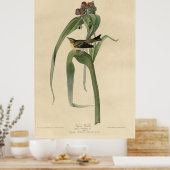 バードアメリカ，ヴィゴア・ウォーブラー，オードボン，ヴィンテージ ポスター (キッチン)