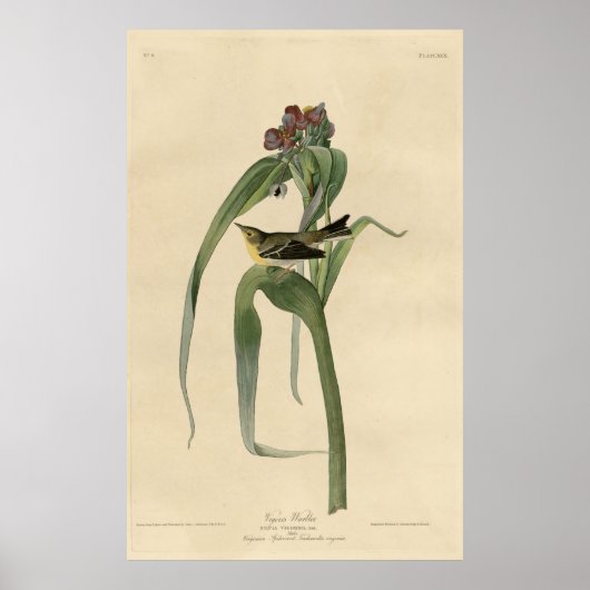 バードアメリカ，ヴィゴア・ウォーブラー，オードボン，ヴィンテージ ポスター (正面)