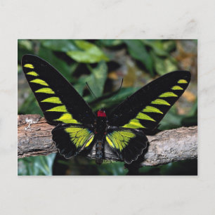 バードウィング蝶, Trogonoptera brookiana, Malays ポストカード
