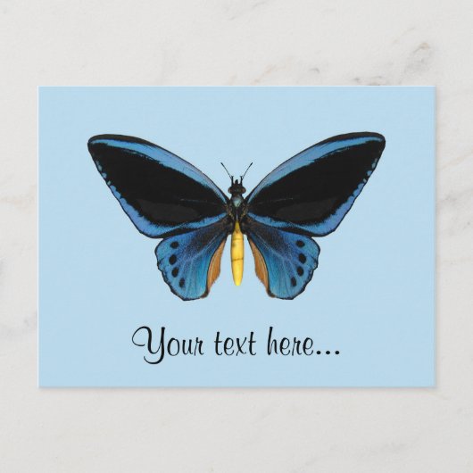 バードウィング・バタフライ ポストカード (正面)
