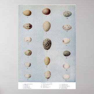バードエッグプレートBヴィンテージ自然史 ポスター