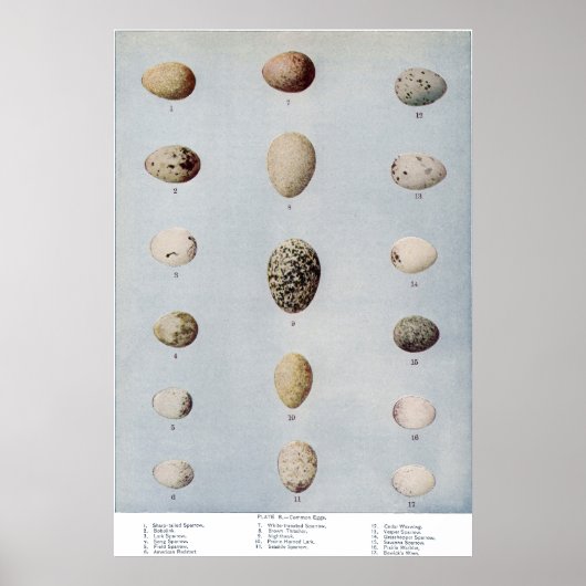 バードエッグプレートBヴィンテージ自然史 ポスター (正面)