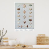 バードエッグプレートCヴィンテージ自然史 ポスター (キッチン)