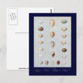 バードエッグプレートCヴィンテージ自然史 ポストカード (正面/裏面)