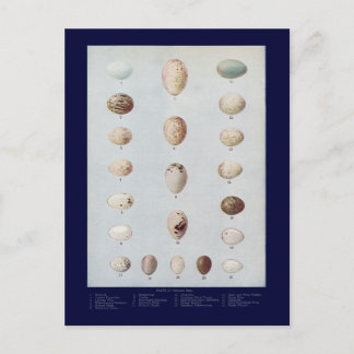 バードエッグプレートCヴィンテージ自然史 ポストカード