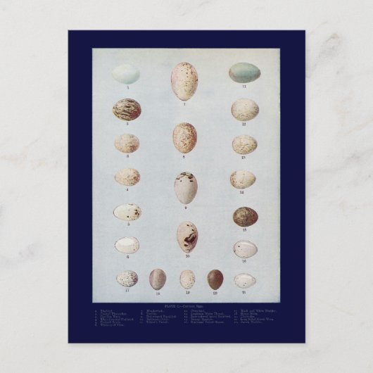 バードエッグプレートCヴィンテージ自然史 ポストカード (正面)