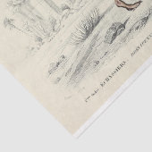 バードエフェメラデコパージュオストリフランスのッヒ 薄葉紙 (詳細)