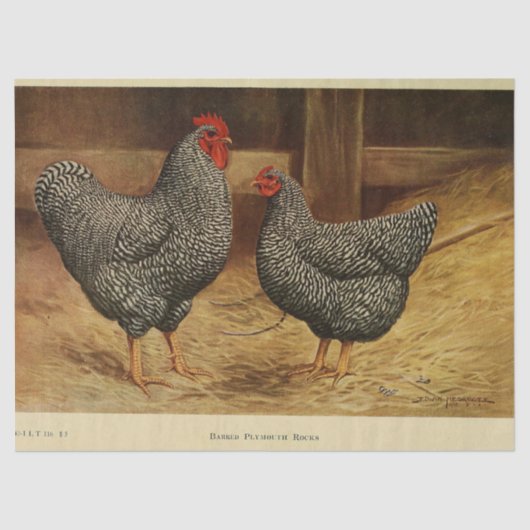 バードエフェメラデコペヴィンテージルースターヘンバーン 薄葉紙 (正面)