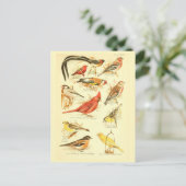 バードエフエマデクページ(鳥)ショウジョウコウカンチョウヴィンテージアート ポストカード (スタンド正面)