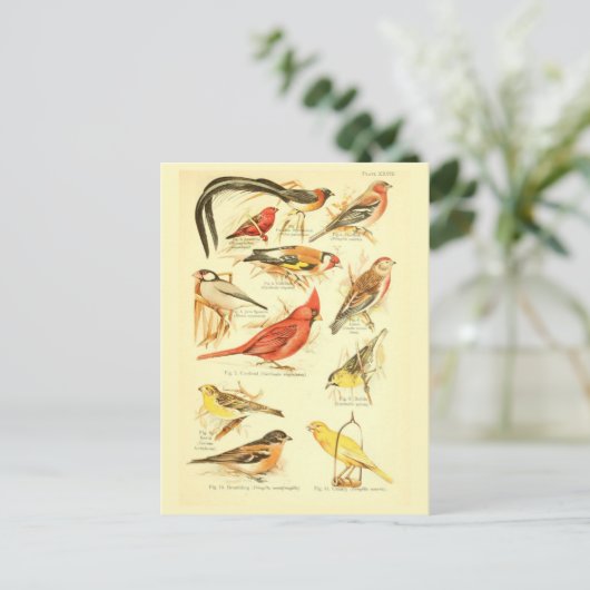 バードエフエマデクページ（鳥）ショウジョウコウカンチョウヴィンテージアート ポストカード (スタンド正面)