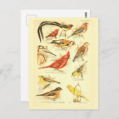バードエフエマデクページ(鳥)ショウジョウコウカンチョウヴィンテージアート ポストカード (正面/裏面)