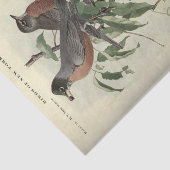 バードエフエマデコップロビン 薄葉紙 (詳細)