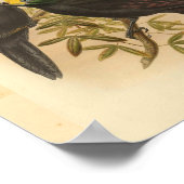 バードオブパラダイスイエロークリステッドヴィンテージプリント ポスター (角)