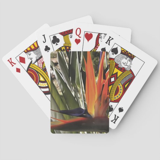 バードオブパラダイスストレリツィアレジネアクリカルパント トランプ (裏面)