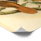 バードオブパラダイスバードオレンジカラーヴィンテージプリント ポスター (角)