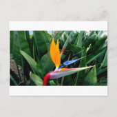 バードオブパラダイスフラワー – カリフォルニア ポストカード (正面)