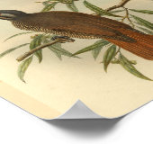 バードオブパラダイスブラウンブラックヴィンテージプリント ポスター (角)