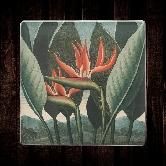 バードオブパラダイスヴィンテージ植物寺フローラ ガラスコースター