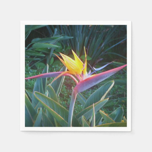 *バードオブパラダイス*カクテルナプキンス スタンダードカクテルナプキン (正面)