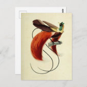 バードオブパラダイス、バードイラストレーション、ヴィンテージ ポストカード (正面/裏面)