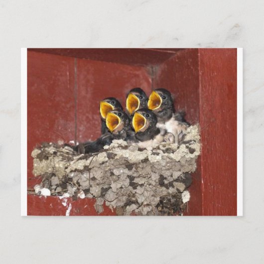 バードコーラス ポストカード (正面)