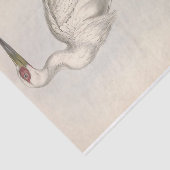 バードストルクエフェメラデクページ 薄葉紙 (詳細)