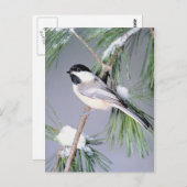 バードスノーカバー枝 ポストカード (正面/裏面)