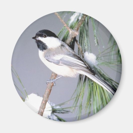 バードスノーカバー枝 マグネット (正面)